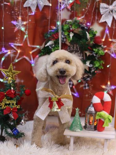 20231212ココアちゃん